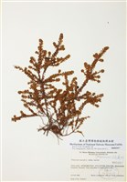 藏品(岩高蘭)的圖片